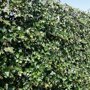 QuickHedge Grootbladige klimophaag (kant en klaar haag)